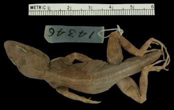 Media type: image;   Herpetology R-14346